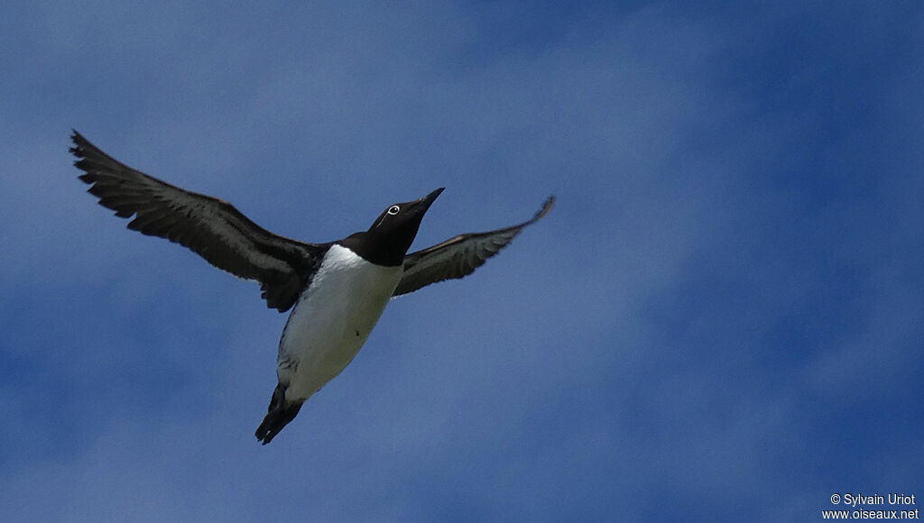 Guillemot de Troïladulte