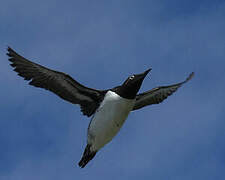 Guillemot de Troïl