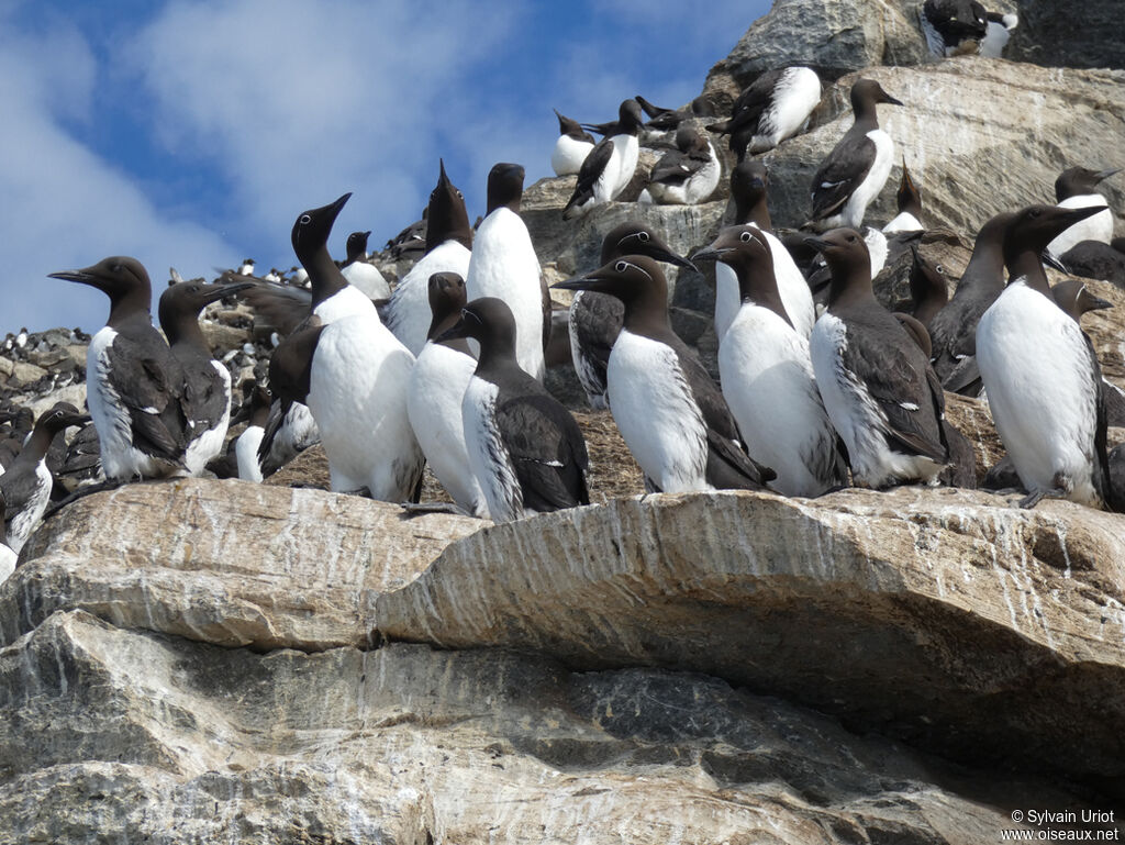 Guillemot de Troïl