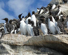 Common Murre