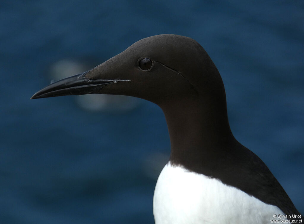 Guillemot de Troïladulte