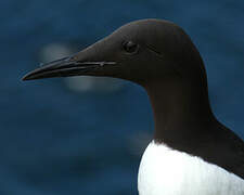 Guillemot de Troïl