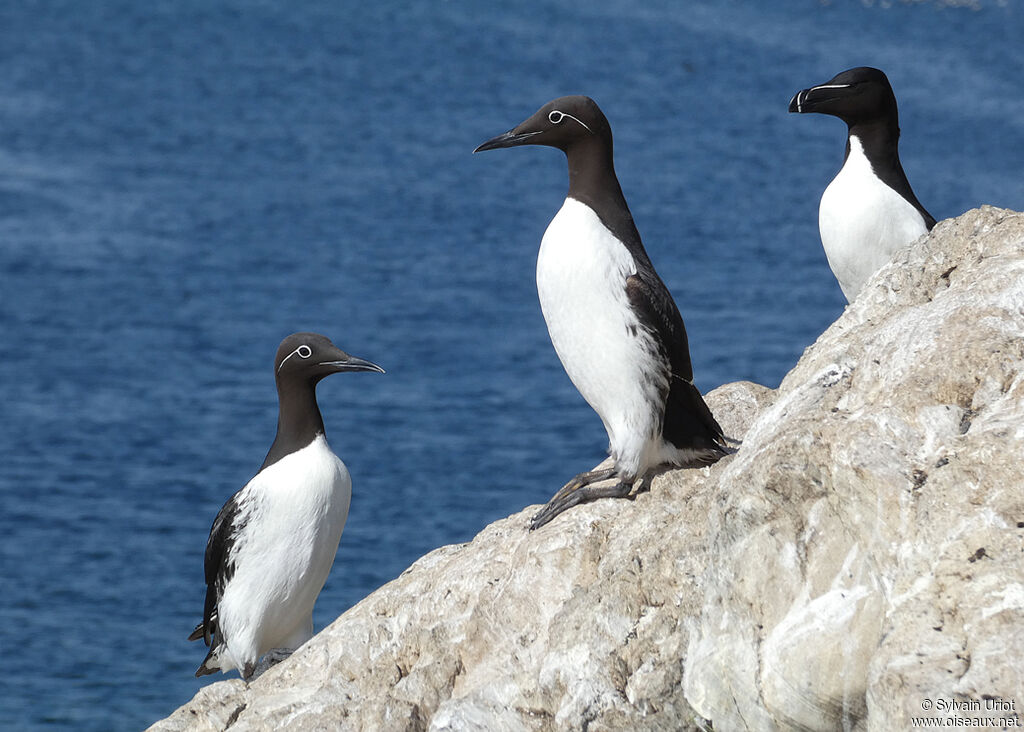 Guillemot de Troïladulte