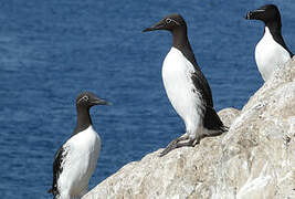 Common Murre