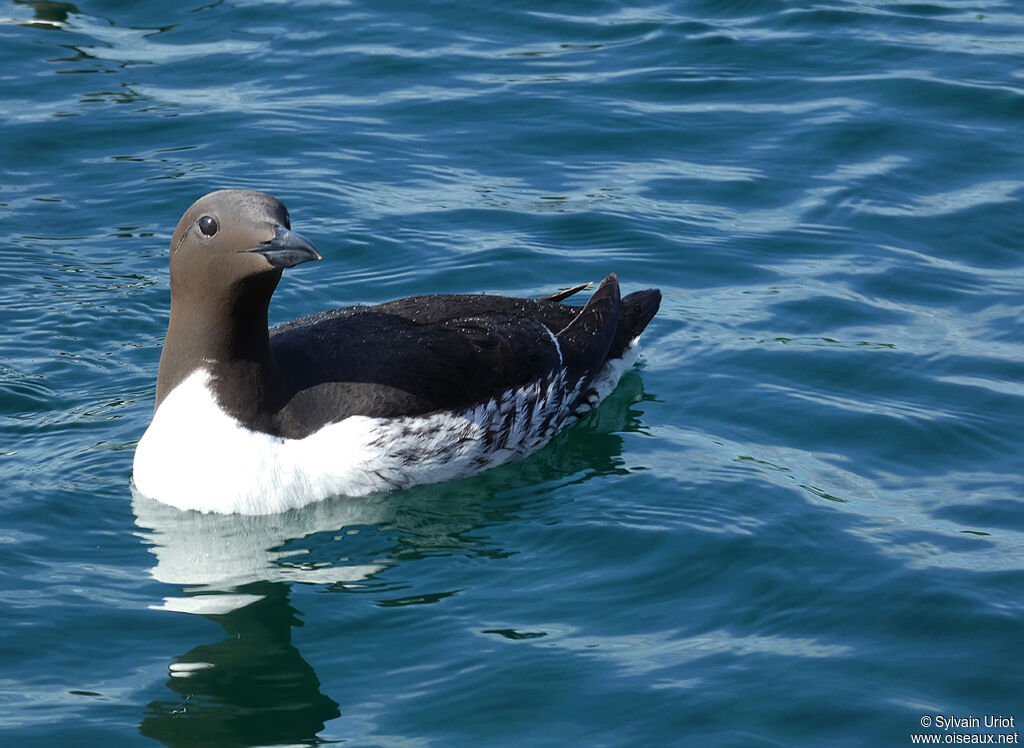 Guillemot de Troïladulte