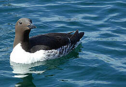 Common Murre