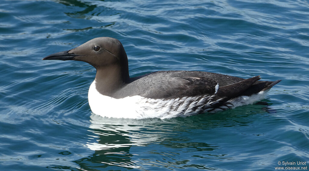 Guillemot de Troïladulte