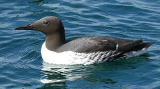 Common Murre