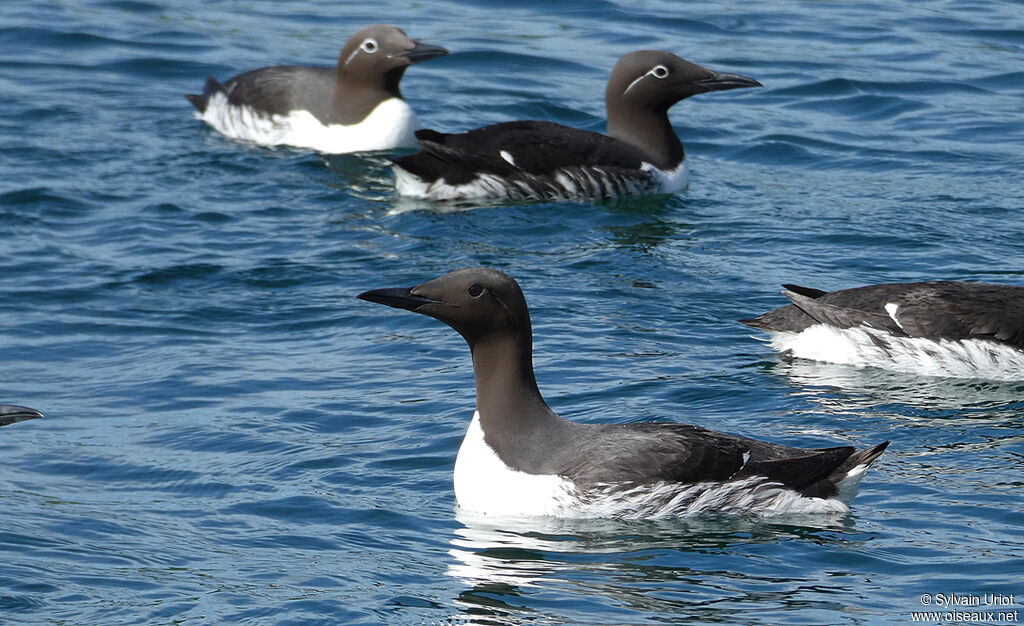 Guillemot de Troïladulte