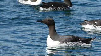 Common Murre