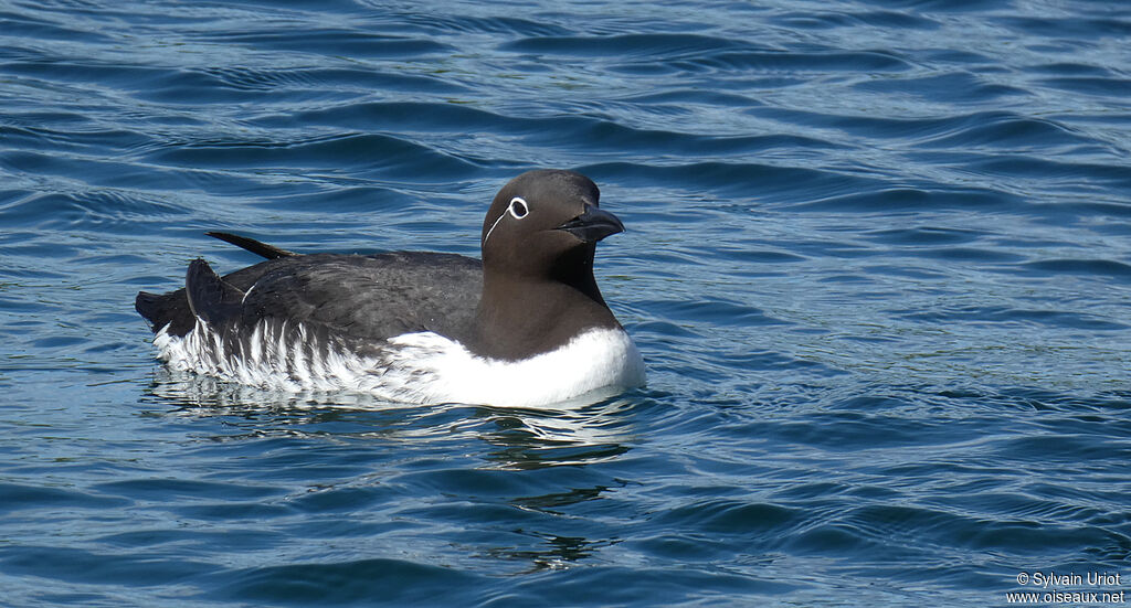 Guillemot de Troïladulte