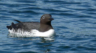 Common Murre