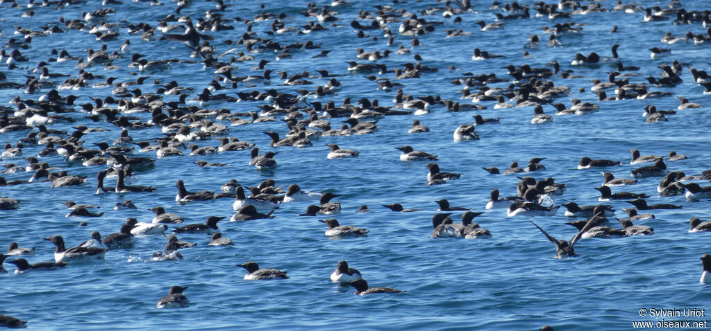 Guillemot de Troïladulte