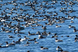 Common Murre