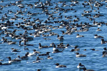 Guillemot de Troïl