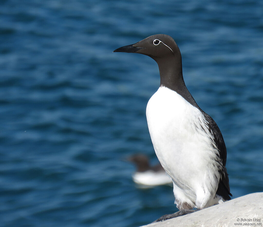 Guillemot de Troïladulte