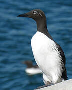 Common Murre