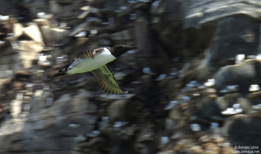 Guillemot de Troïladulte