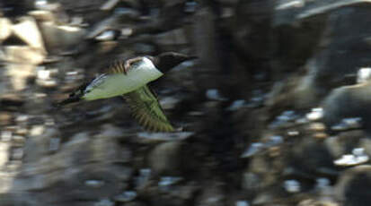 Guillemot de Troïl