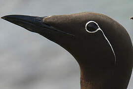 Common Murre