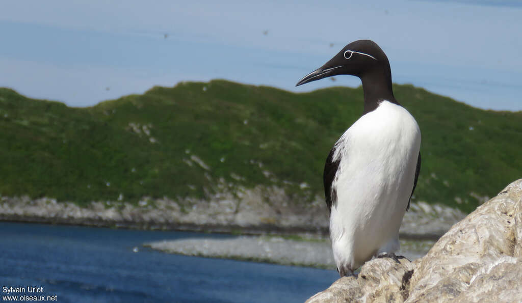 Guillemot de Troïladulte, identification