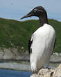 Guillemot de Troïl