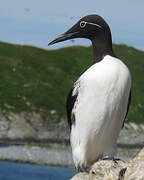 Guillemot de Troïl