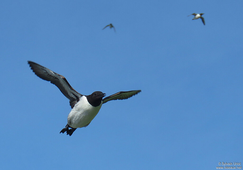 Guillemot de Troïladulte