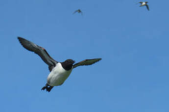 Guillemot de Troïl