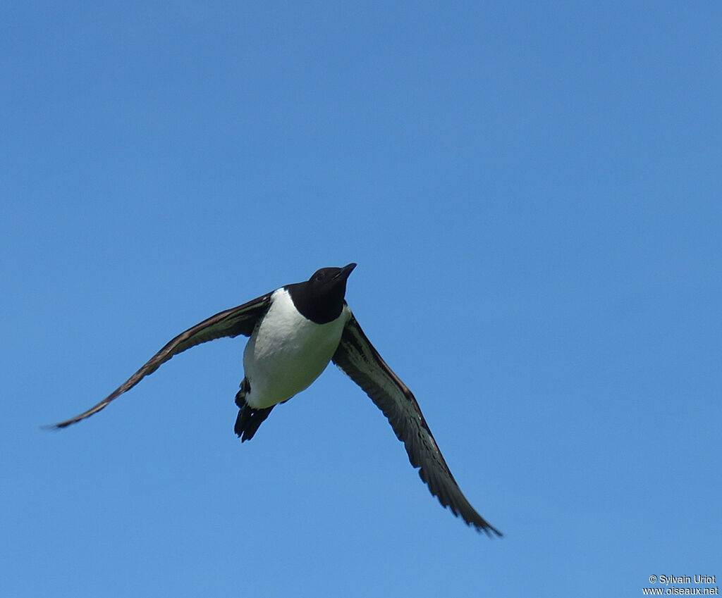 Guillemot de Troïladulte