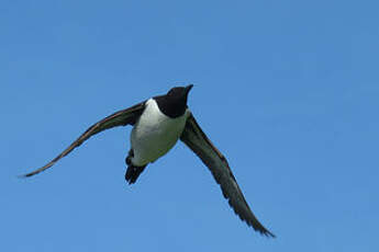 Guillemot de Troïl