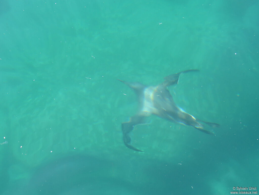 Guillemot de Troïladulte