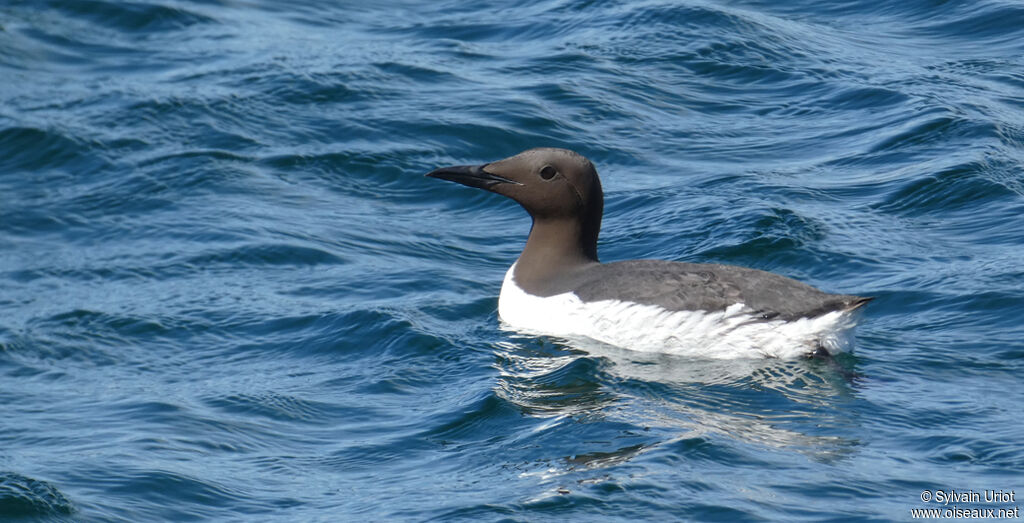 Guillemot de Troïladulte