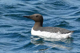 Common Murre