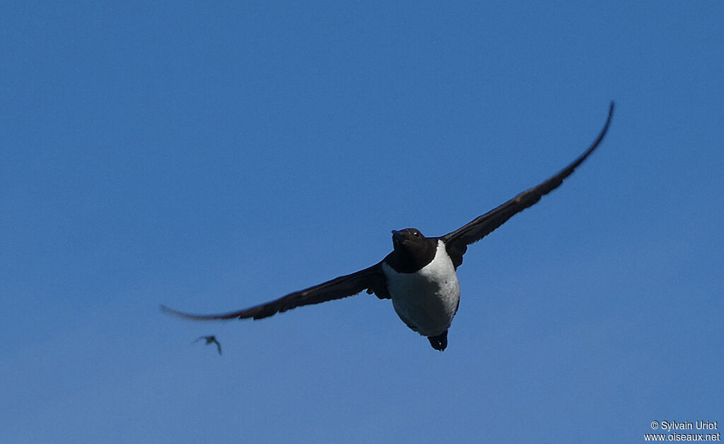 Guillemot de Troïladulte