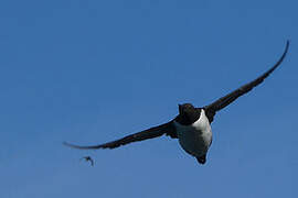 Common Murre