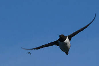 Guillemot de Troïl