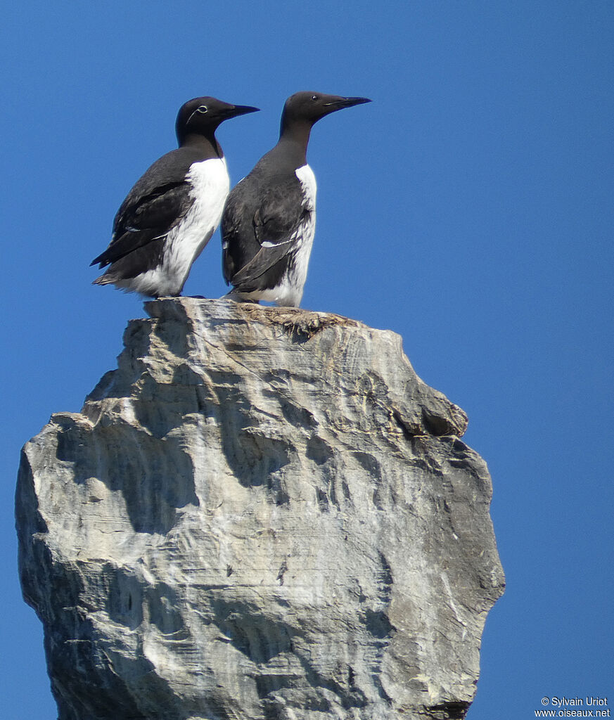 Guillemot de Troïladulte