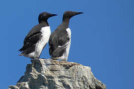 Common Murre