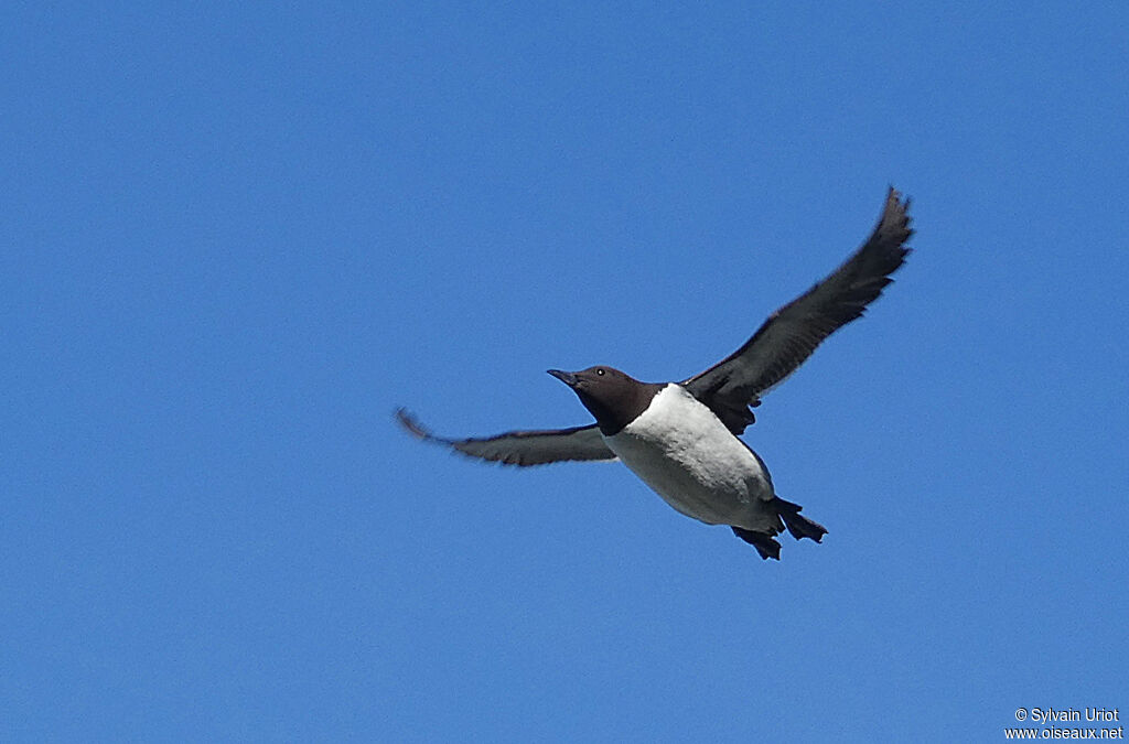 Guillemot de Troïladulte