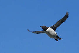 Common Murre