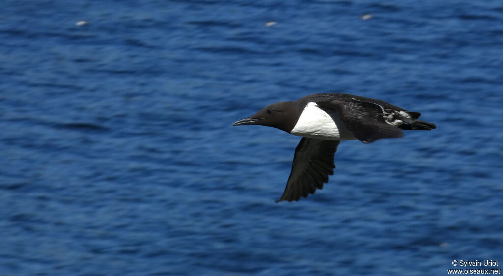 Guillemot de Troïladulte