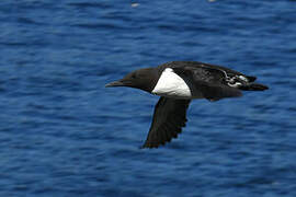 Guillemot de Troïl