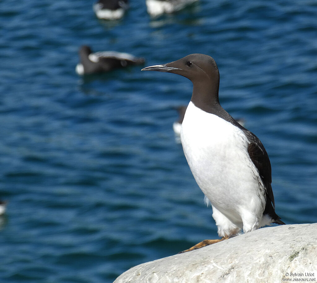 Guillemot de Troïladulte