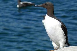 Common Murre