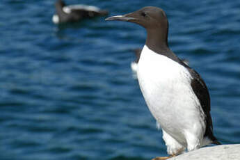 Guillemot de Troïl