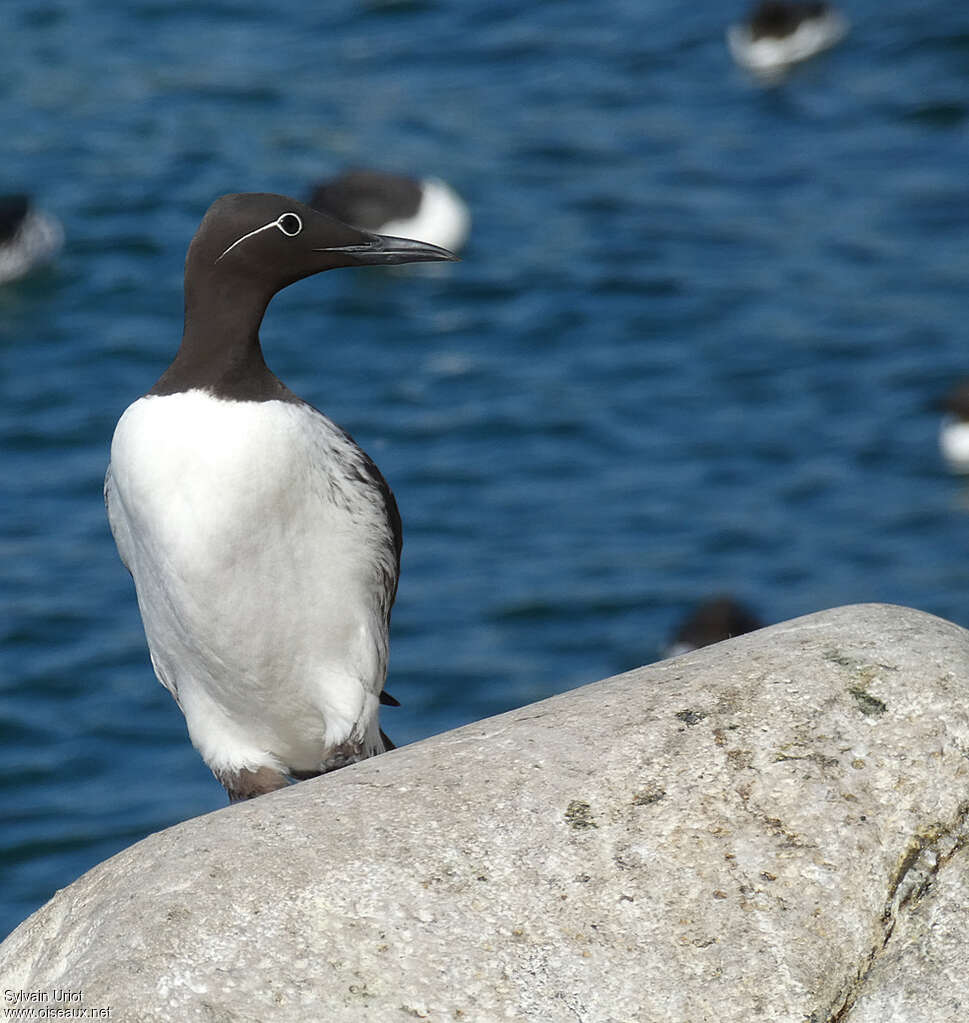 Guillemot de Troïladulte nuptial, pigmentation, Comportement