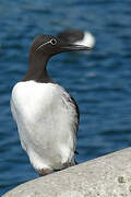 Common Murre