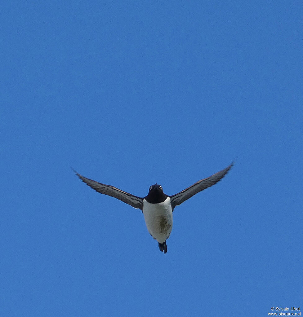 Guillemot de Troïladulte