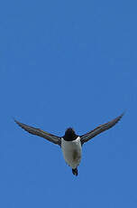 Guillemot de Troïl